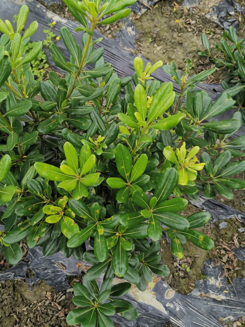 海桐毛笼子宝珠香毛笼子