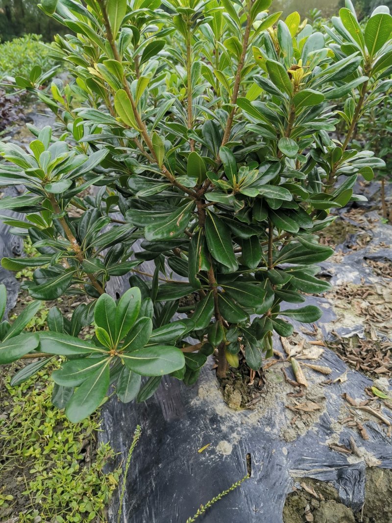 海桐毛笼子宝珠香毛笼子