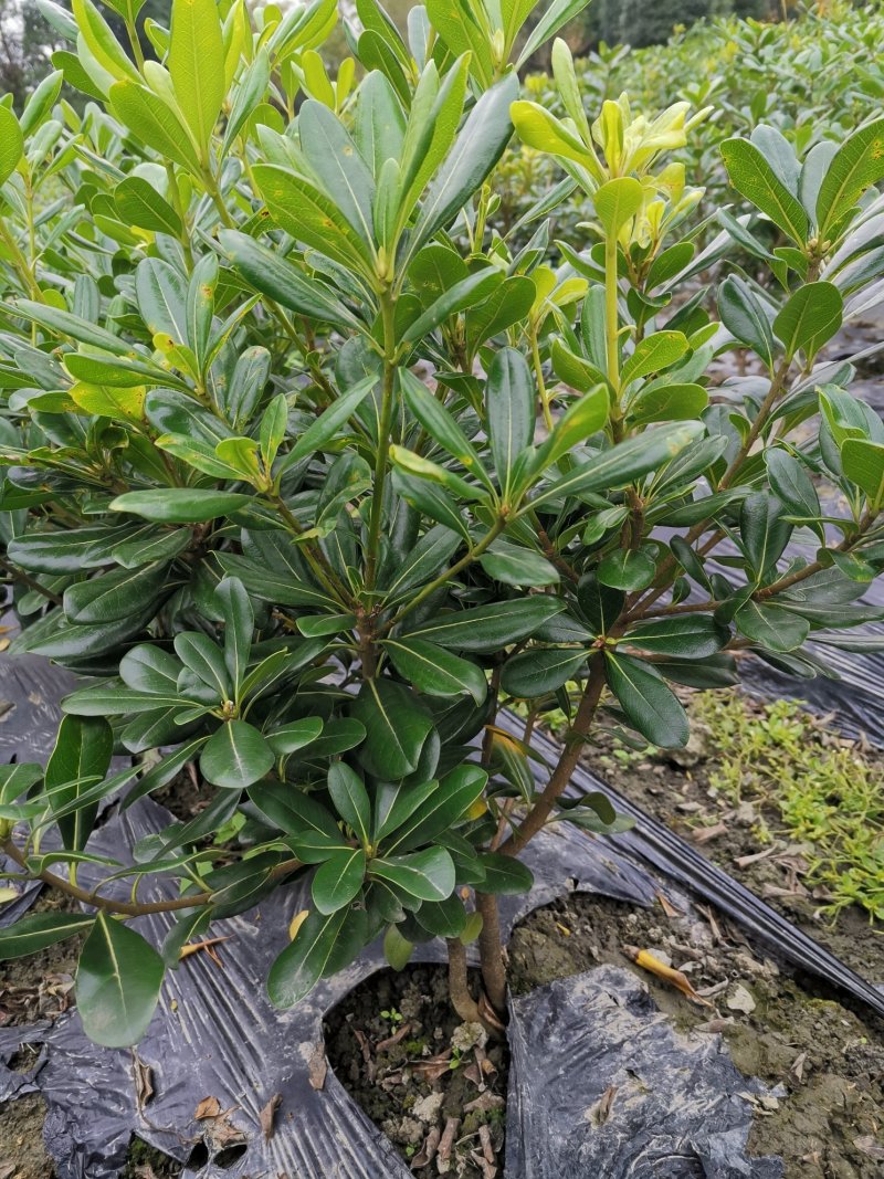 海桐毛笼子宝珠香毛笼子
