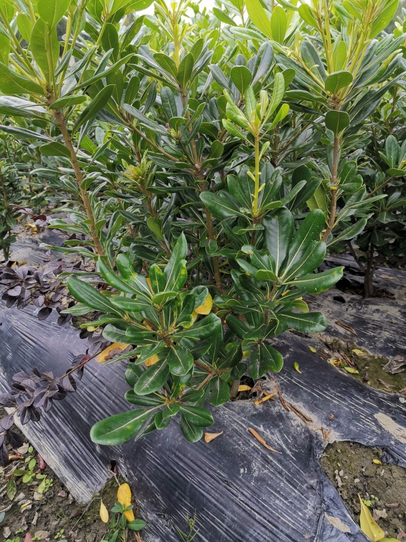 海桐毛笼子宝珠香毛笼子