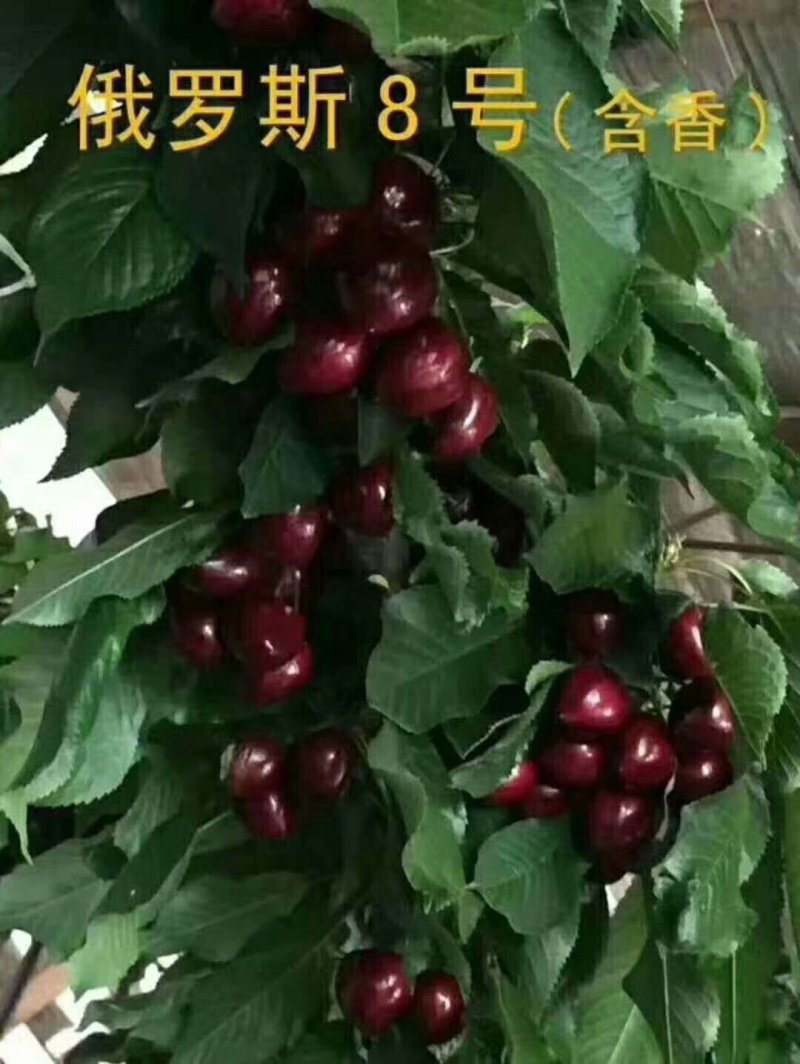 优质俄罗斯8号大樱桃苗，车厘子苗基地直供