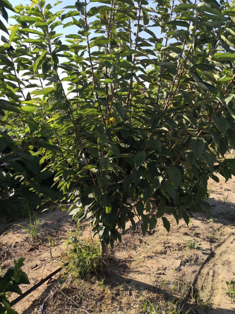 优质俄罗斯8号大樱桃苗，车厘子苗基地直供