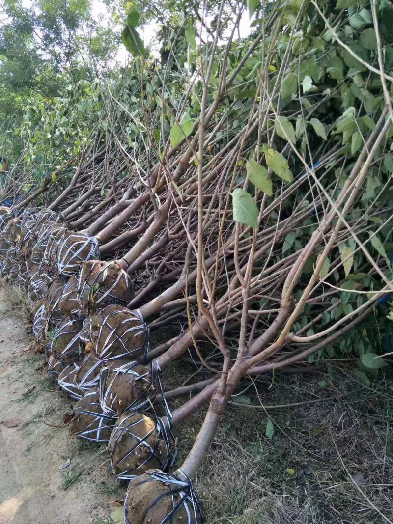 优质俄罗斯8号大樱桃苗，车厘子苗基地直供
