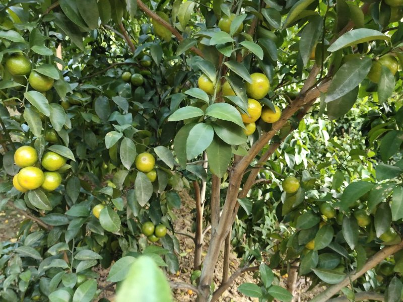 沙糖桔