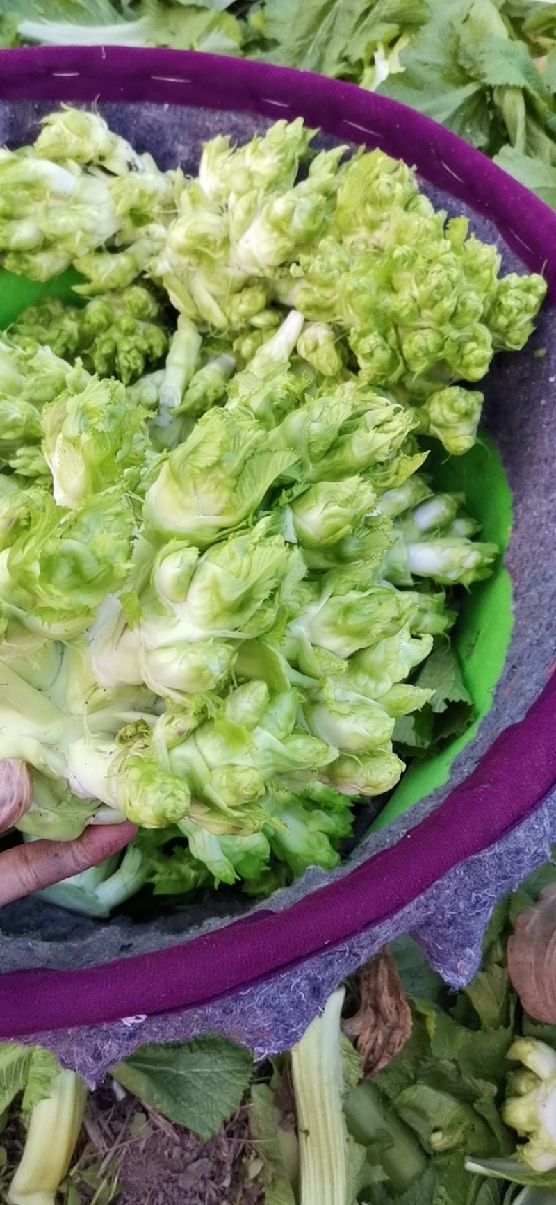 儿菜大量上市需要的朋友联系