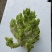 儿菜大量上市需要的朋友联系