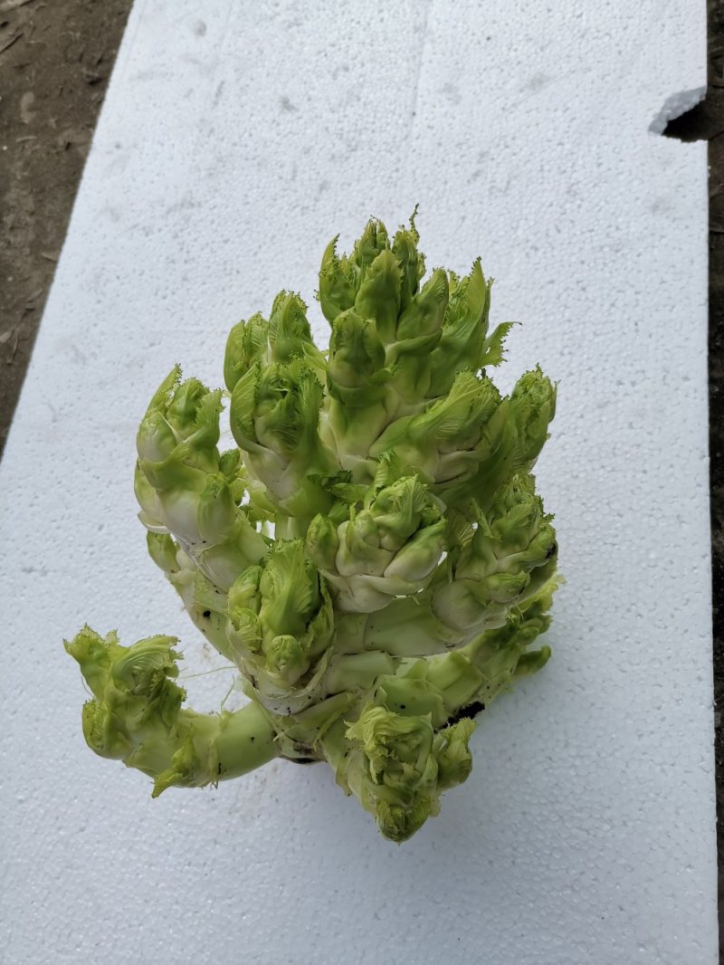 儿菜大量上市需要的朋友联系