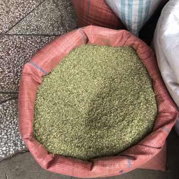 小茴香新鲜种子种籽非特级菜籽粉散装