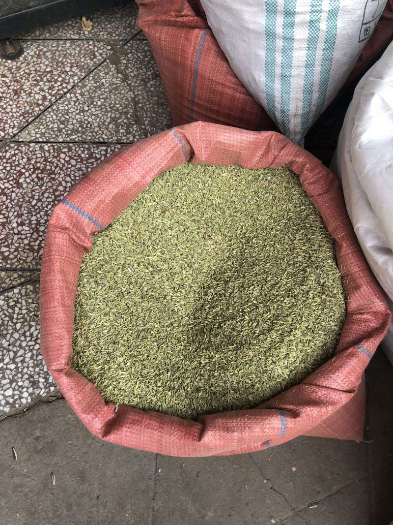 小茴香新鲜种子种籽非特级菜籽粉散装