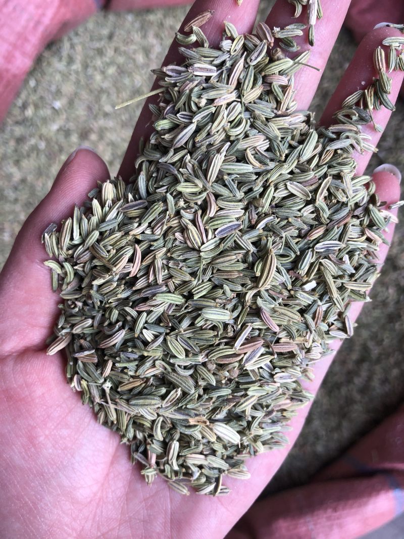小茴香新鲜种子种籽非特级菜籽粉散装