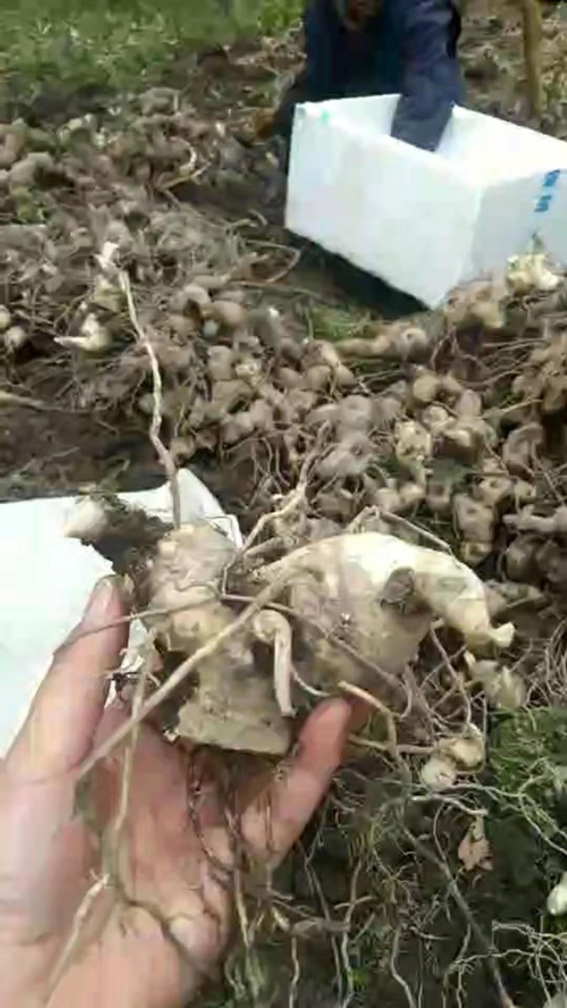 高杆不倒苗六叶黄精种块茎，好质量，质量好
