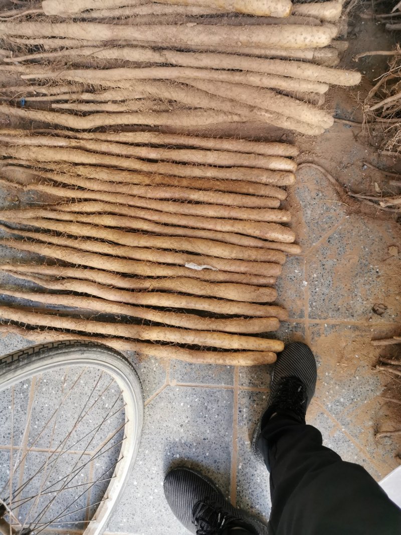 白玉山药二路货长条