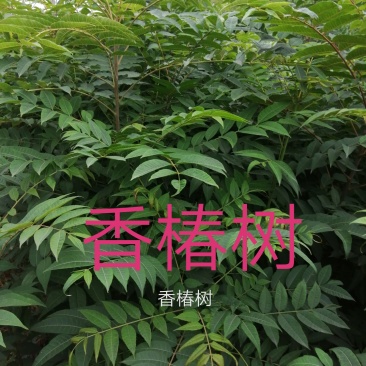 绿化树木
