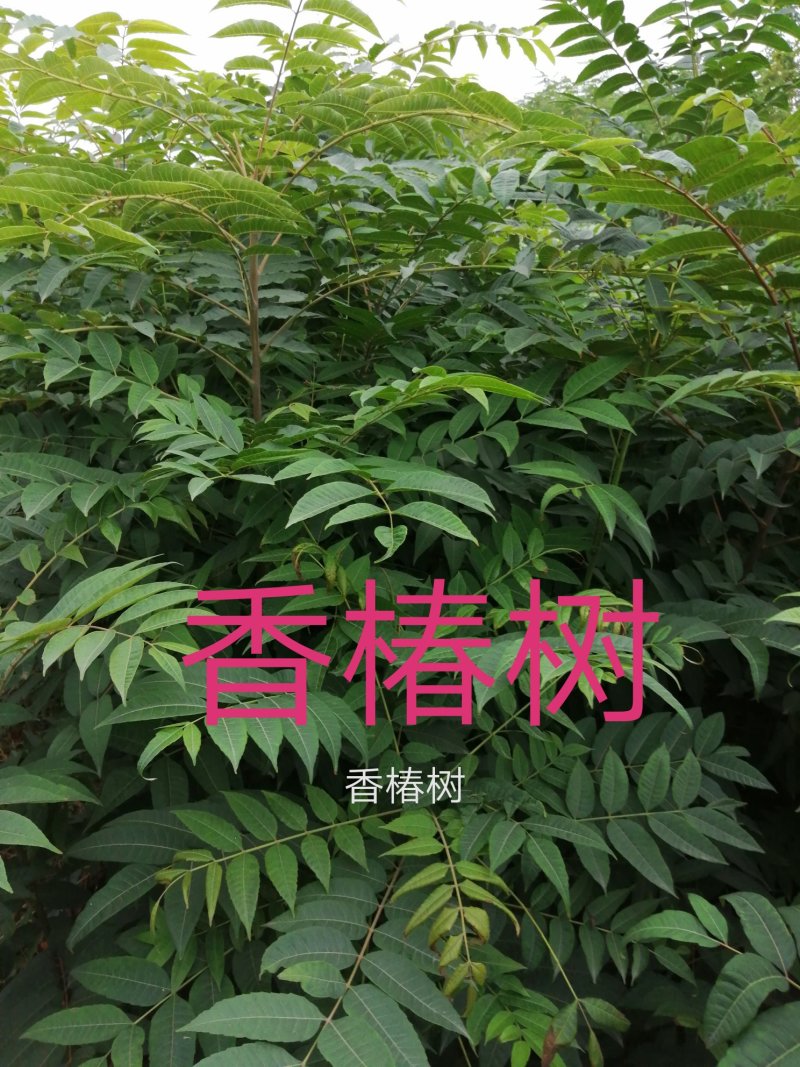 绿化树木
