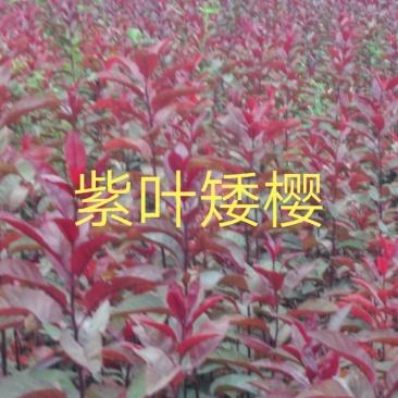 出售紫矮樱小苗，l米左右每棵0.65元，.