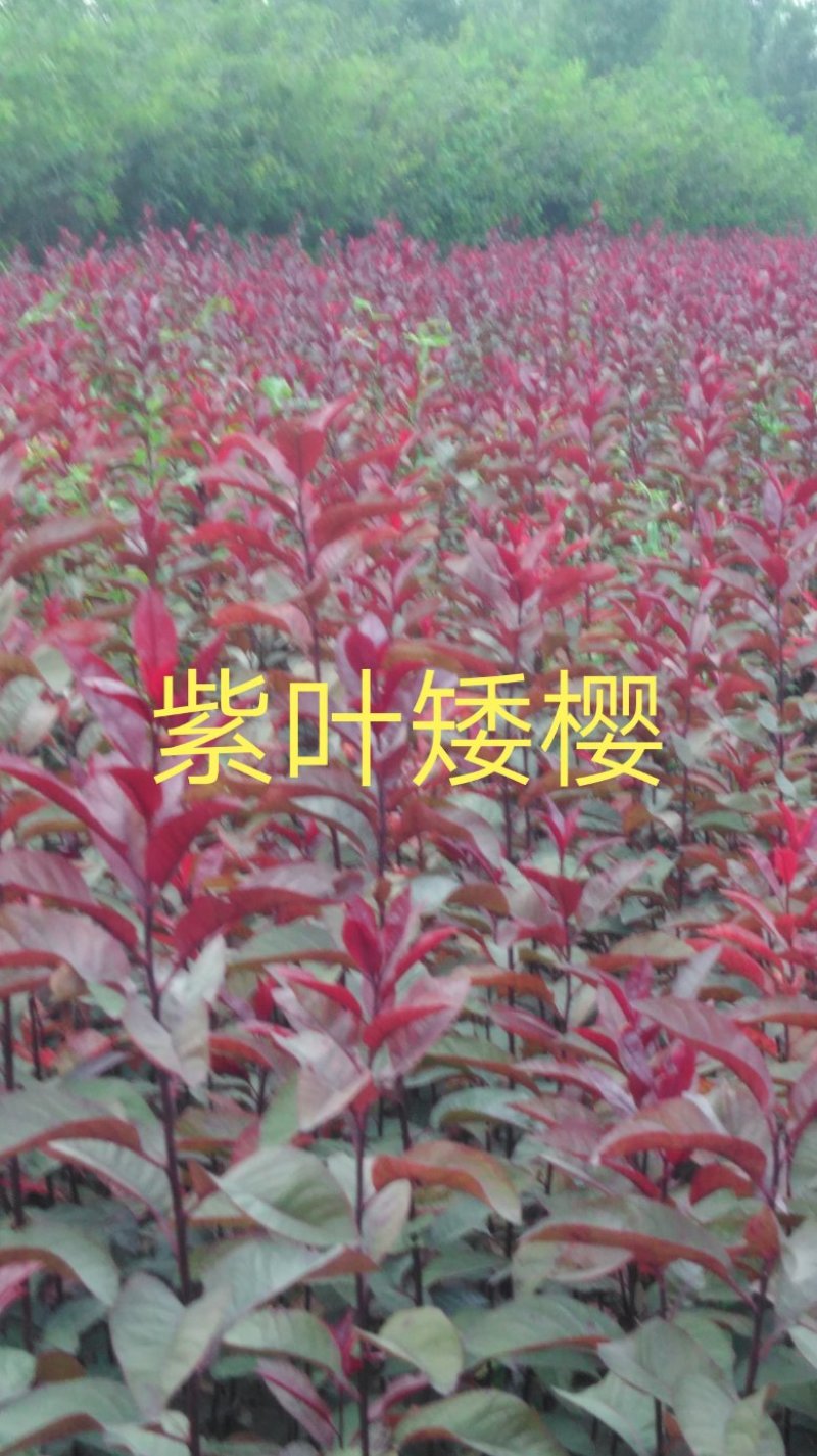 出售紫矮樱小苗，l米左右每棵0.65元，.