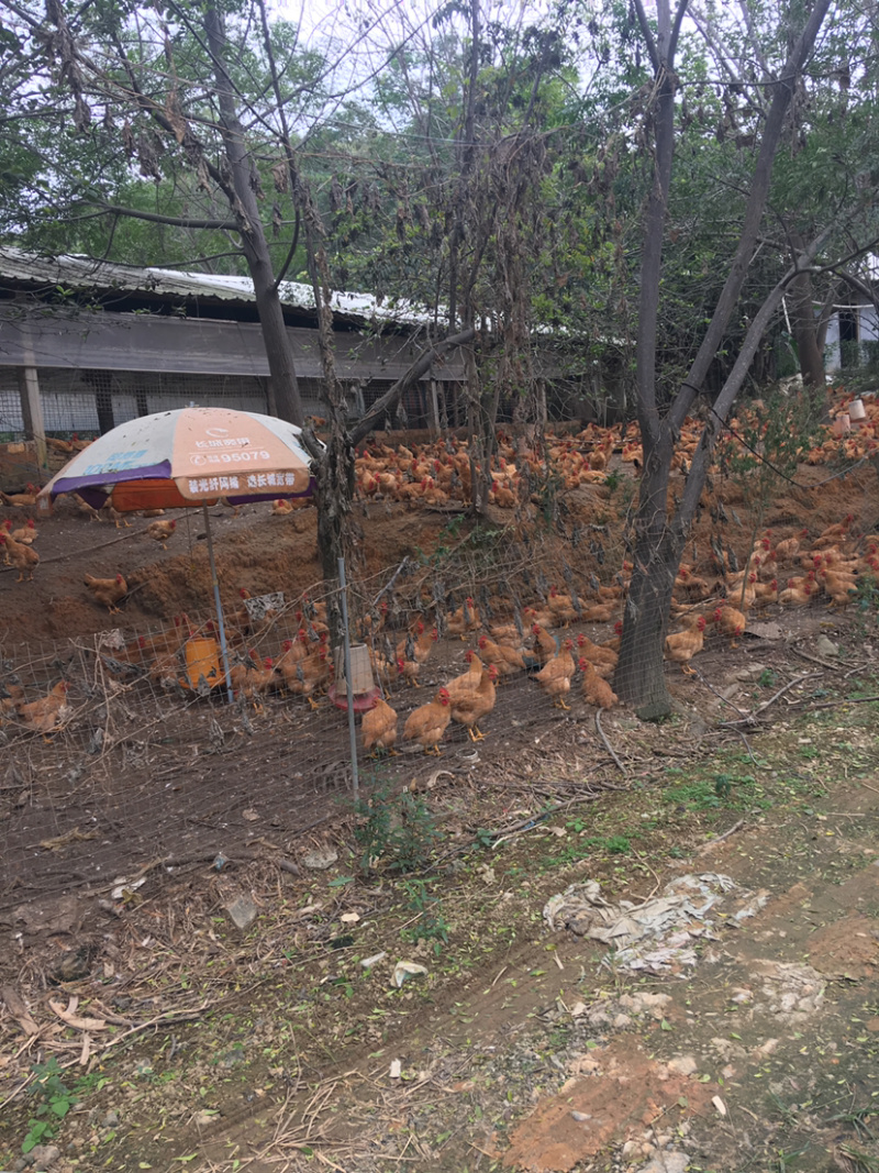 走地鸡订养100天专业供窖烤面包鸡对要求品质有的商家