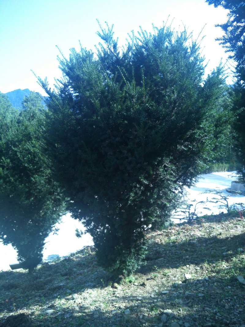 精品曼地亚红豆杉原始株挂果(母本树)，基地发货包成活