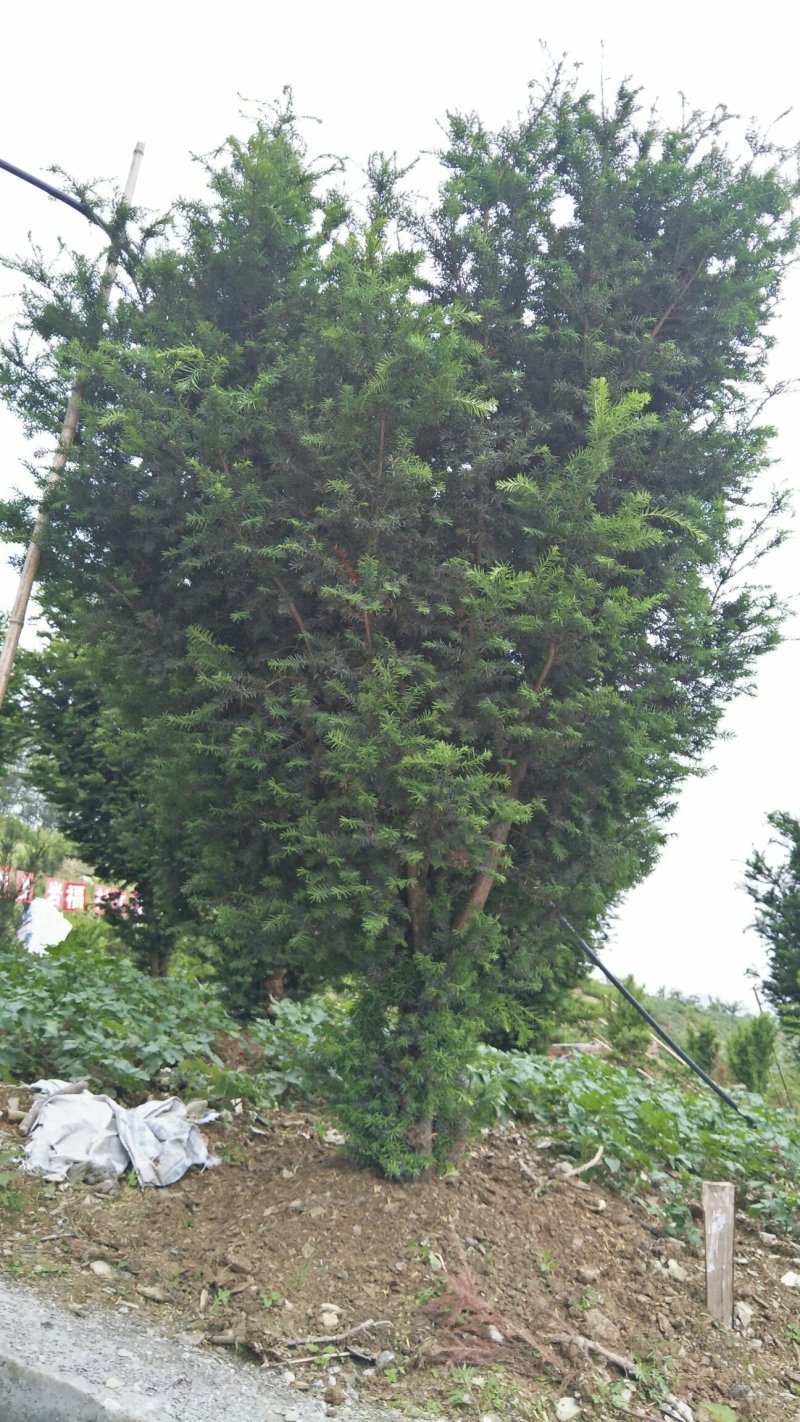 精品曼地亚红豆杉原始株挂果(母本树)，基地发货包成活