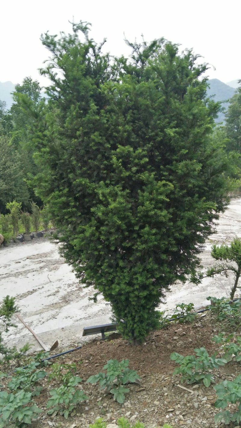 精品曼地亚红豆杉原始株挂果(母本树)，基地发货包成活