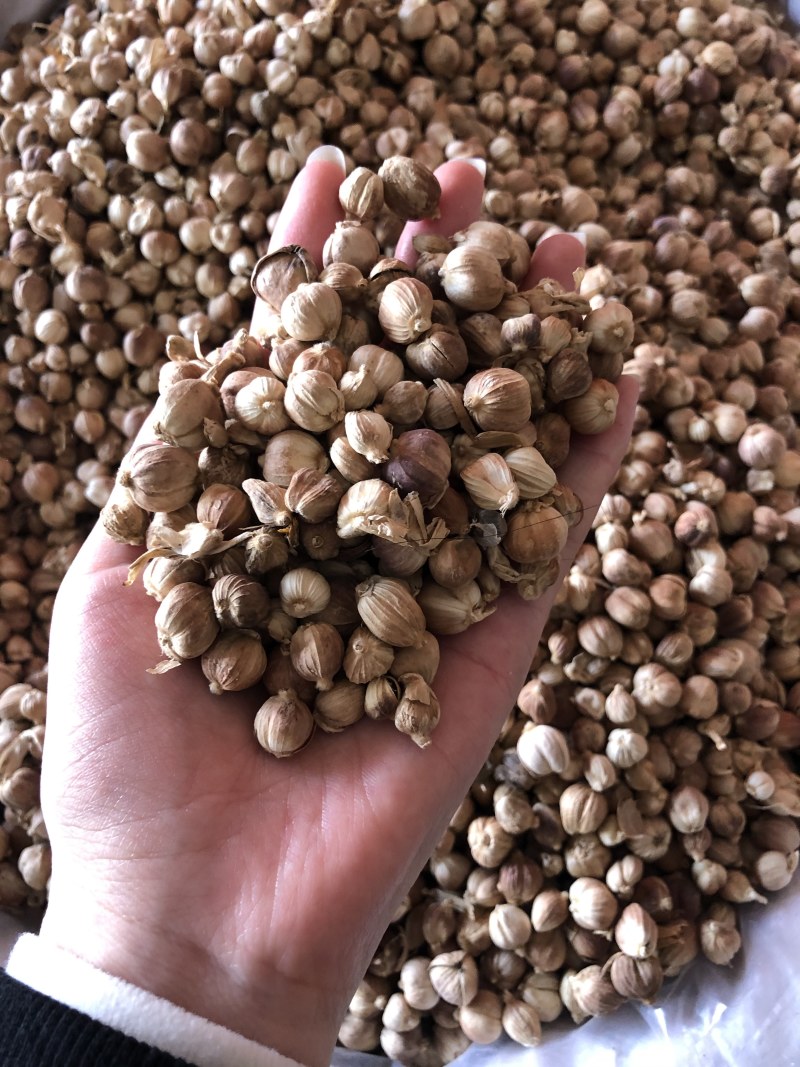 白蔻无硫火锅烧肉可打粉其他香料可供应好货