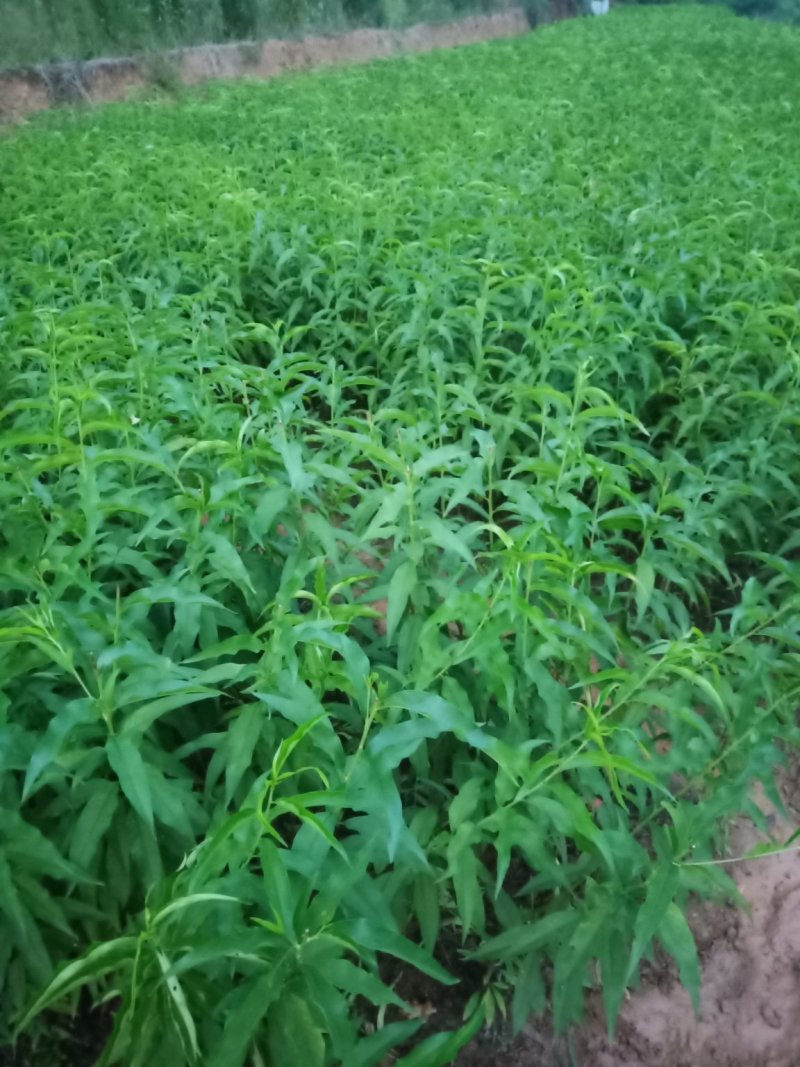 桃树苗一红不软桃苗，果子大，甜而脆，耐收藏。品种优异