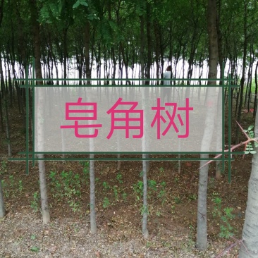 皂角树2~4cm4cm以下2.5~3米