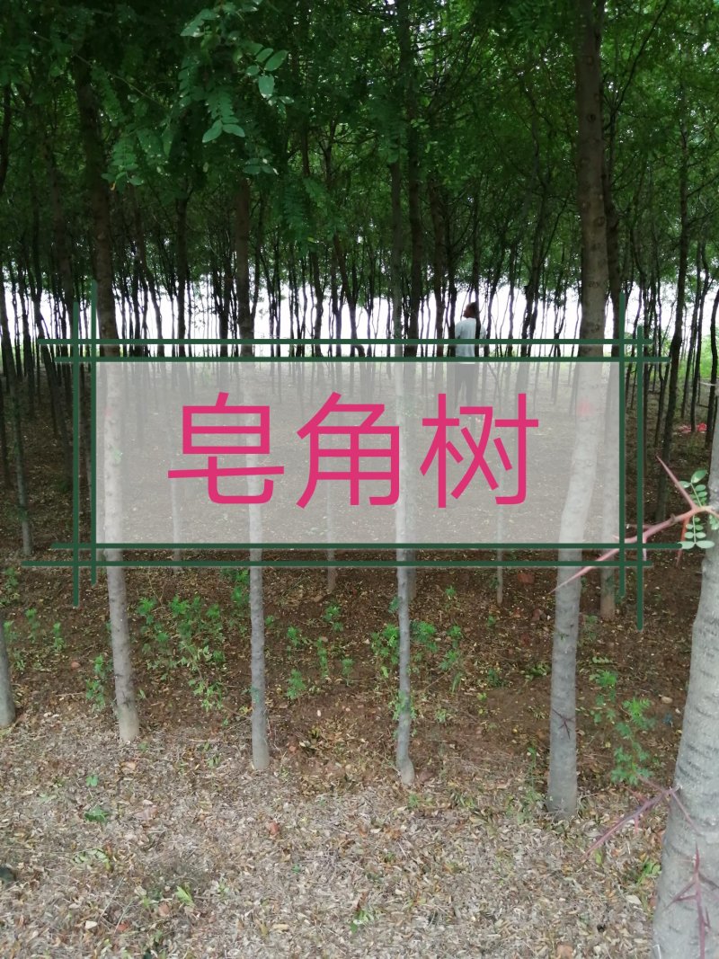 皂角树2~4cm4cm以下2.5~3米