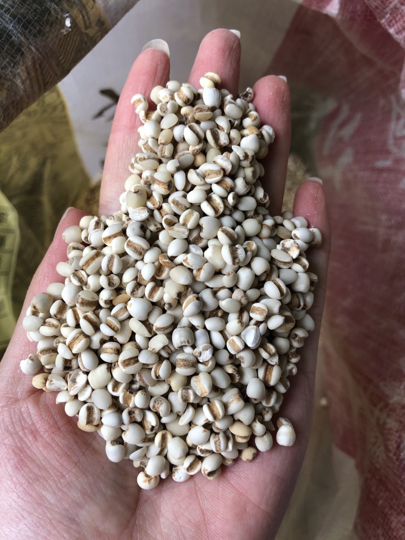 新货优质龙华金沙小薏米薏仁可祛湿