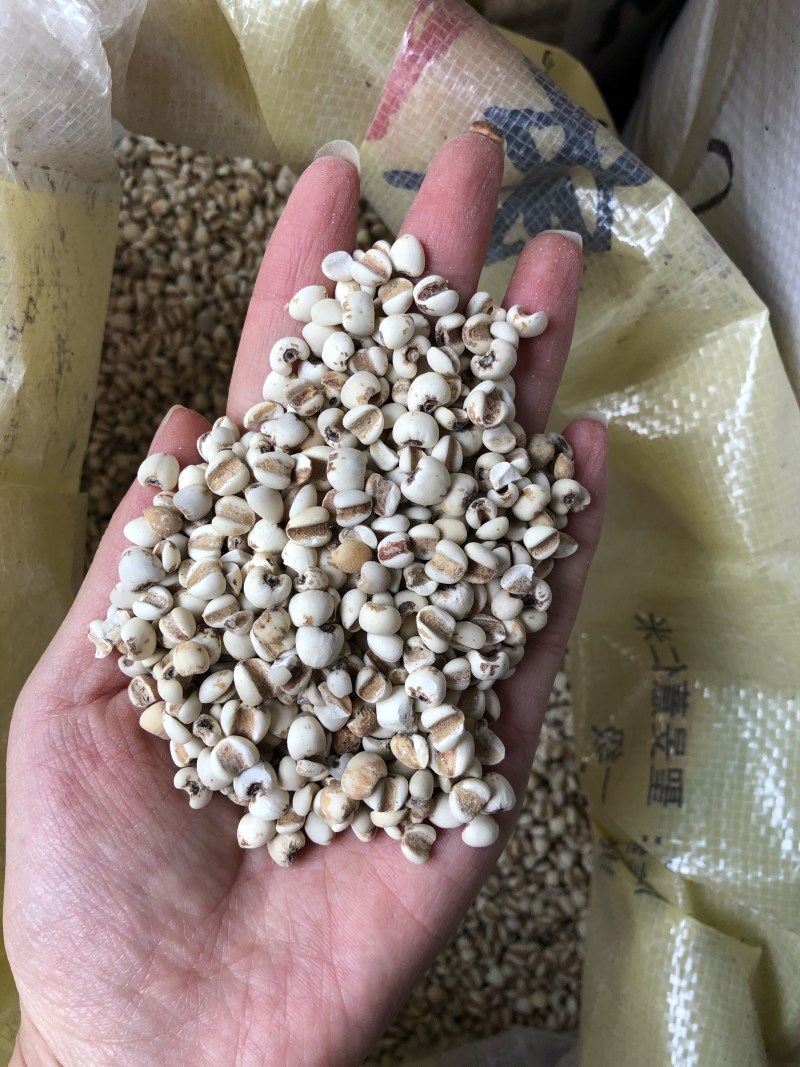新货优质龙华金沙小薏米薏仁可祛湿