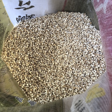 新货优质龙华金沙小薏米薏仁可祛湿