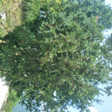 精品曼地亚红豆杉原始株挂果(母本树)，基地发货包成活