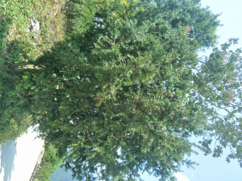 精品曼地亚红豆杉原始株挂果(母本树)，基地发货包成活