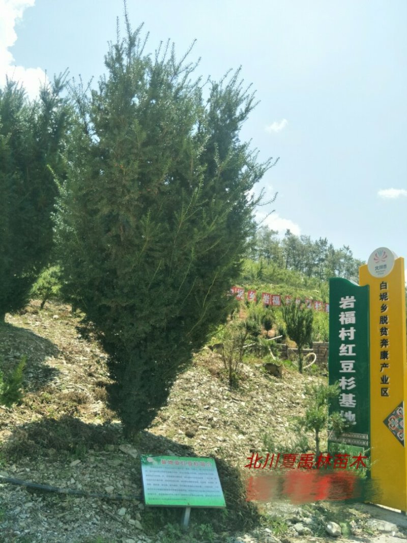 精品曼地亚红豆杉原始株挂果(母本树)，基地发货包成活