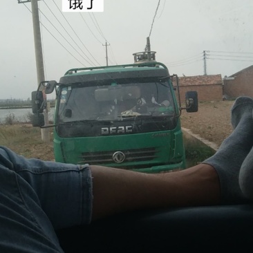 淡水鱼类