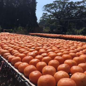 2019年龙岩永定纯天然晾晒手工柿饼