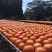 2019年龙岩永定纯天然晾晒手工柿饼