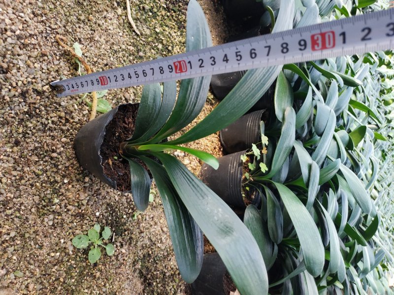 君子兰4-6叶小苗种植户直销一手货源视频照片看货质量保障