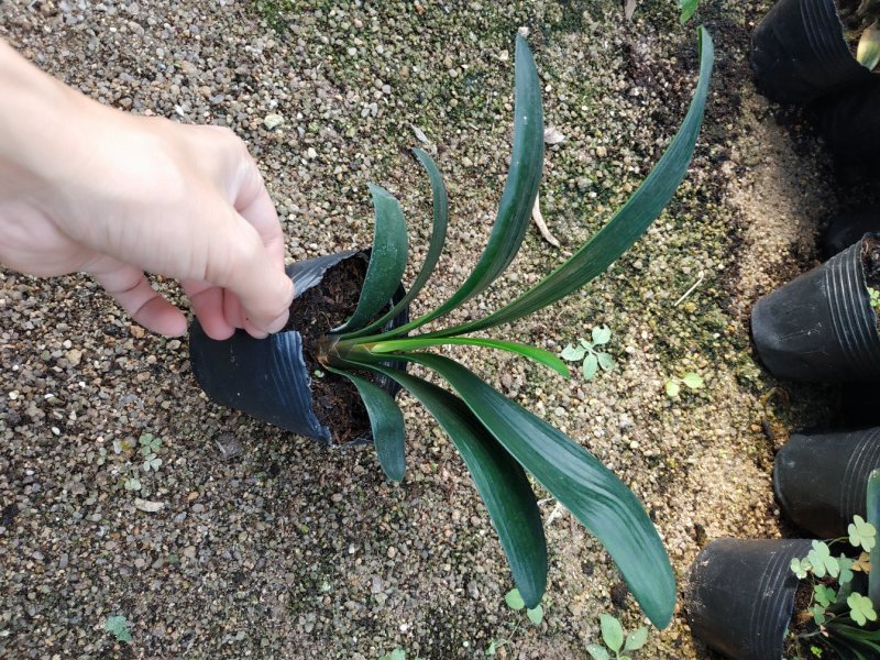 君子兰4-6叶小苗种植户直销一手货源视频照片看货质量保障