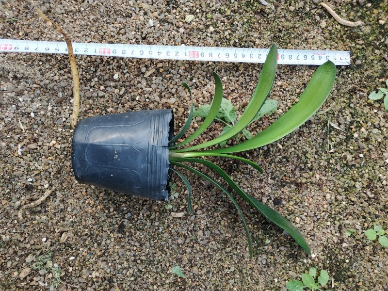 君子兰4-6叶小苗种植户直销一手货源视频照片看货质量保障