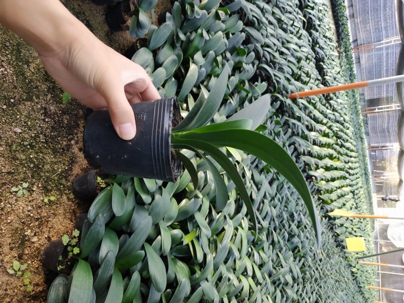 君子兰4-6叶小苗种植户直销一手货源视频照片看货质量保障
