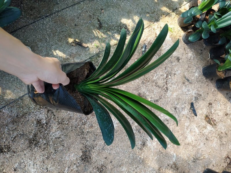 君子兰10叶以上和尚头圆头种植户直销一手货源视频照片看货