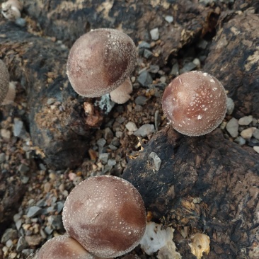 湖南邵阳优质新鲜香菇架子菇高山菇食用菌鲜香菇