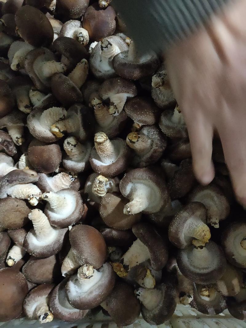 湖南邵阳优质新鲜香菇架子菇高山菇食用菌鲜香菇