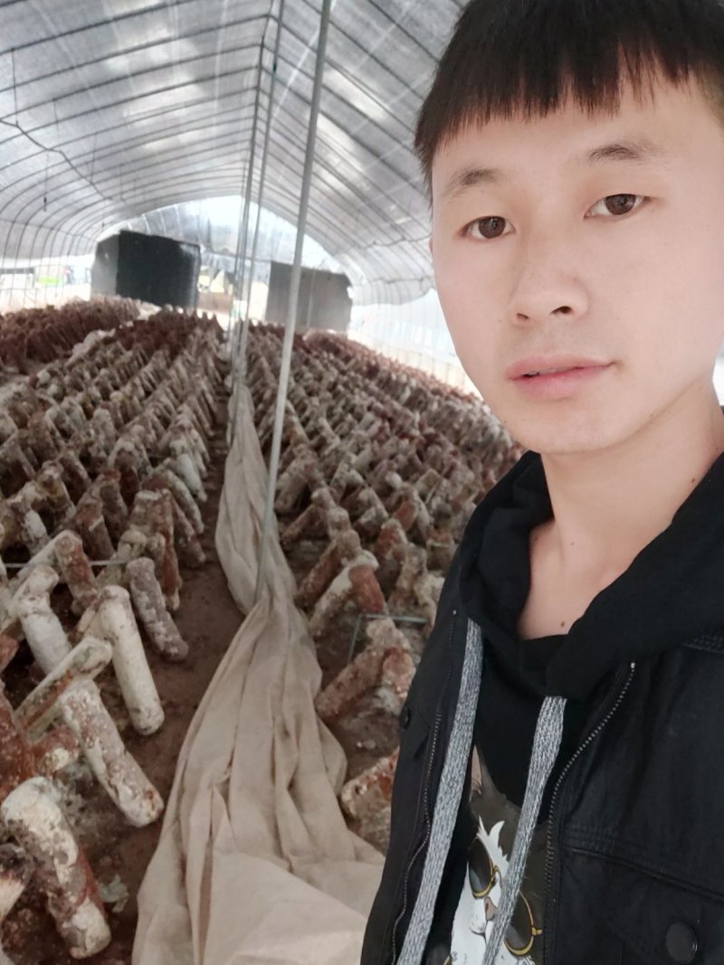 湖南邵阳优质新鲜香菇架子菇高山菇食用菌鲜香菇