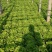 精品生菜意大利生菜散叶生菜5--7两