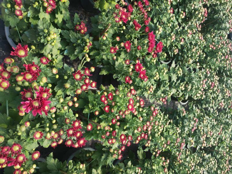 福建漳州菊花盆栽，自家货源/基地直发/量大从优
