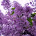 紫丁香种子耐寒树种子新采种子林木种子观花植物
