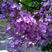紫丁香种子耐寒树种子新采种子林木种子观花植物