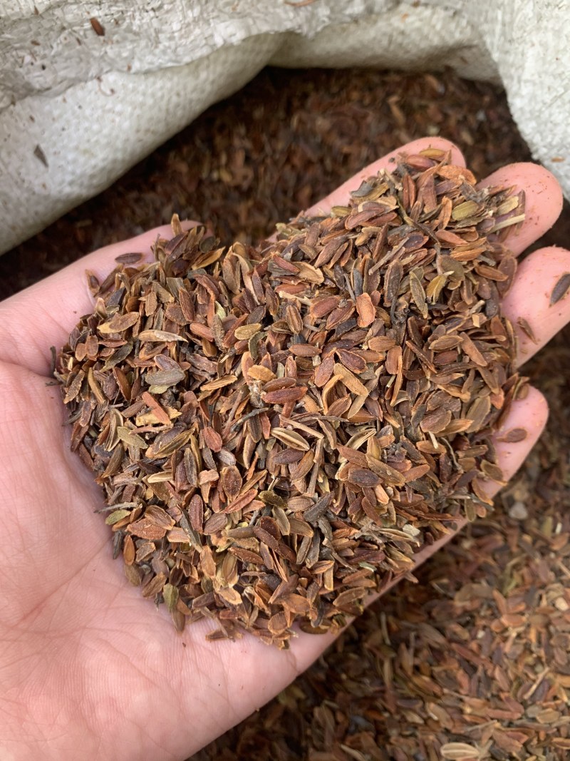 紫丁香种子耐寒树种子新采种子林木种子观花植物